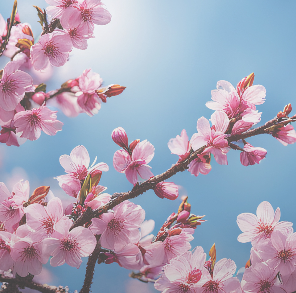 桜モチーフの日本限定アイテム。​ 友達や家族みんなでリンクコーデも楽しめる